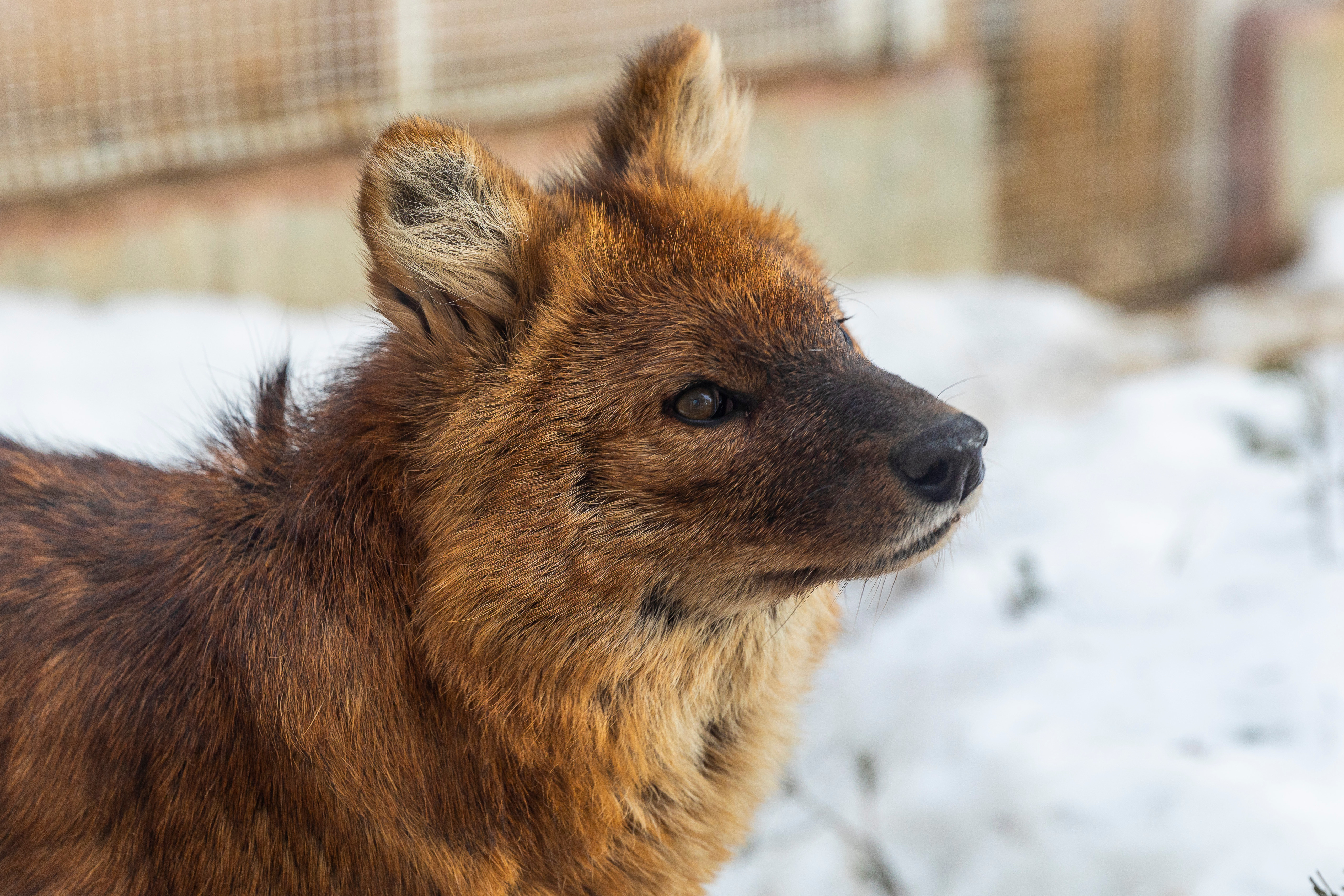 ОЭЗ «Технополис Москва» взяла опекунство над редким волком из столичного зоопарка